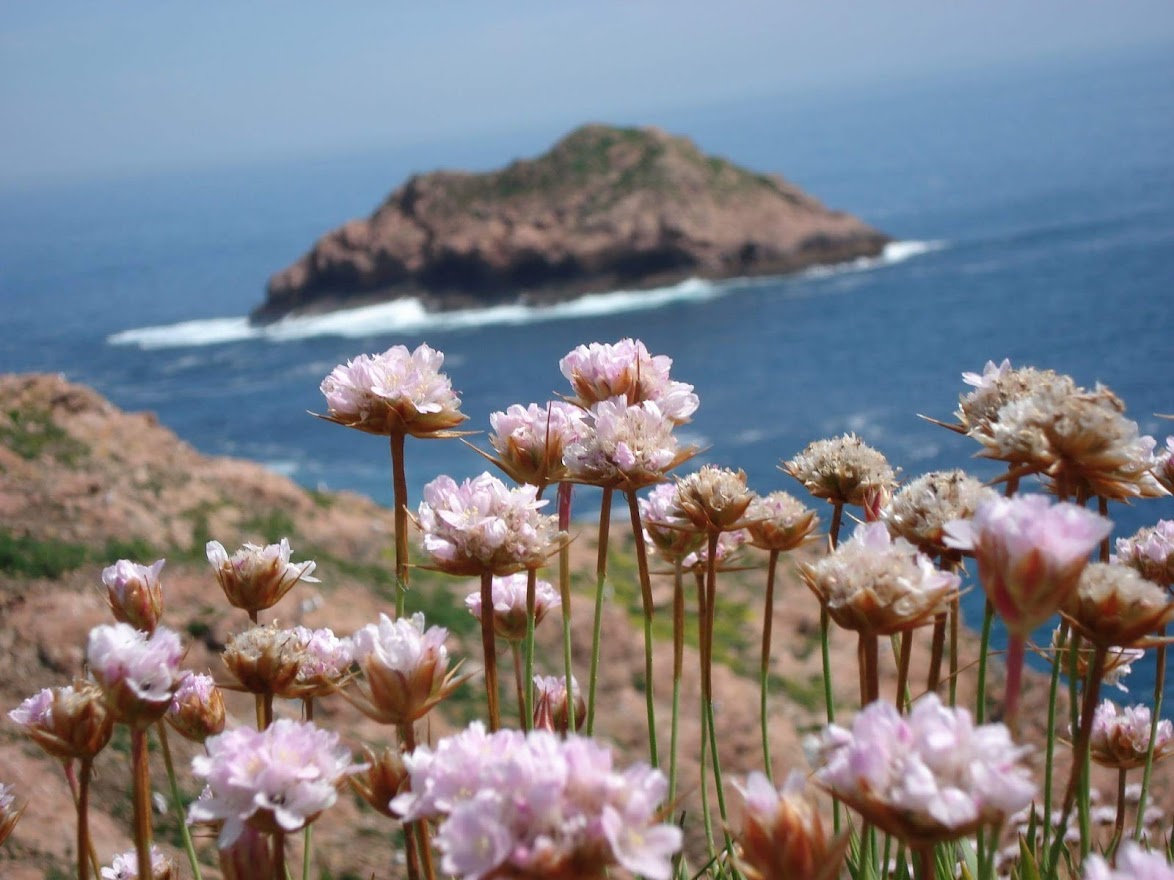 berlenga