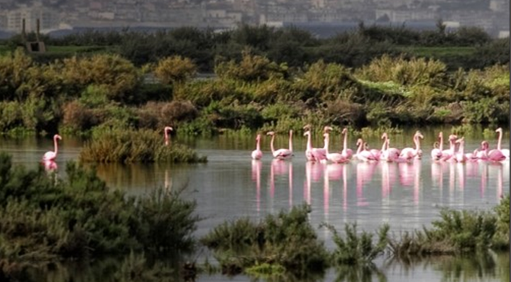 CCDR LVT associa-se ao Concurso de Fotografia de Natureza “Olhares sobre a Reserva Natural do Estuário do Tejo”